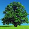 Plant a tree 