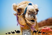 Desert Pirate Camel Racing